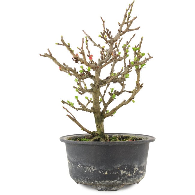 Chaenomeles speciosa, 19 cm, ± 9 jaar oud, met rode bloemen en geel fruit