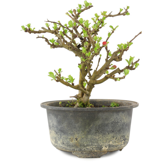 Chaenomeles speciosa, 14,5 cm, ± 9 años, con flores rojas y frutos amarillos