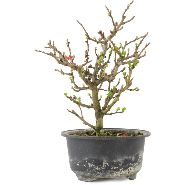 Chaenomeles speciosa, 19 cm, ± 9 anni, con fiori rossi e frutti gialli