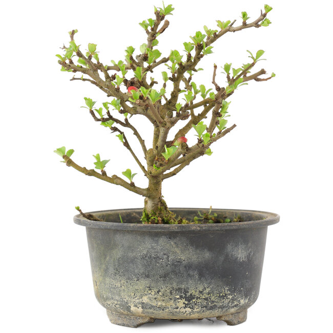 Chaenomeles speciosa, 14,5 cm, ± 9 anni, con fiori rossi e frutti gialli