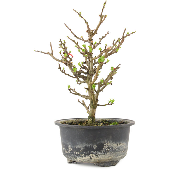 Chaenomeles speciosa, 19 cm, ± 9 Jahre alt, mit roten Blüten und gelben Früchten