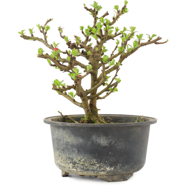 Chaenomeles speciosa, 14,5 cm, ± 9 Jahre alt, mit roten Blüten und gelben Früchten