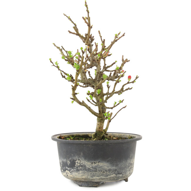Chaenomeles speciosa, 19 cm, ± 9 jaar oud, met rode bloemen en geel fruit
