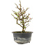 Chaenomeles speciosa, 19 cm, ± 9 jaar oud, met rode bloemen en geel fruit