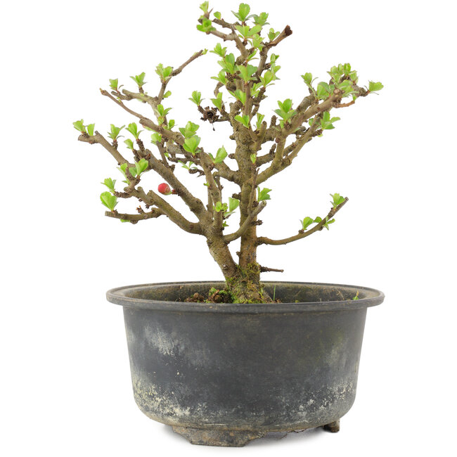 Chaenomeles speciosa, 14,5 cm, ± 9 Jahre alt, mit roten Blüten und gelben Früchten