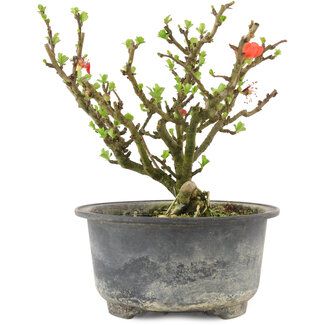 Chaenomeles speciosa, 14 cm, ± 9 ans