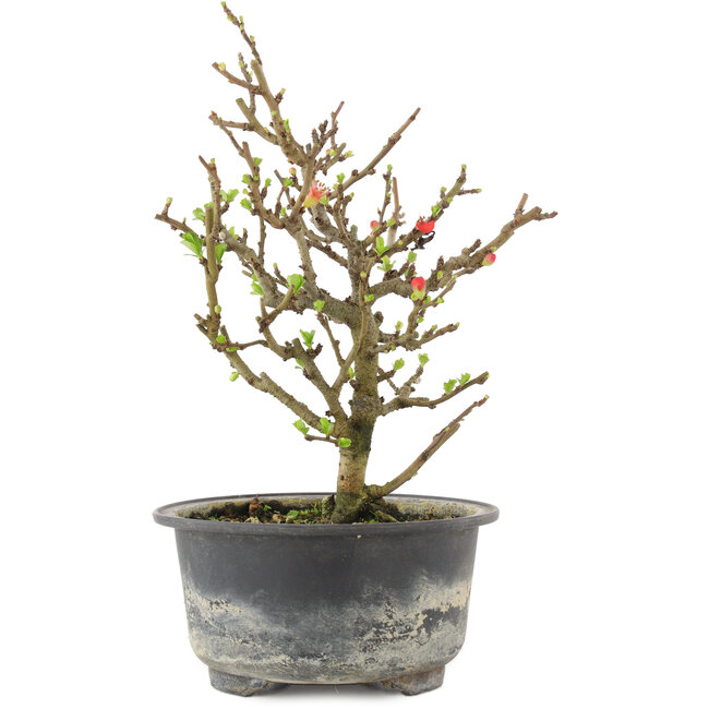 Chaenomeles speciosa, 19 cm, ± 9 años, con flores rojas y frutos amarillos.