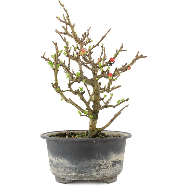 Chaenomeles speciosa, 19 cm, ± 9 jaar oud, met rode bloemen en geel fruit