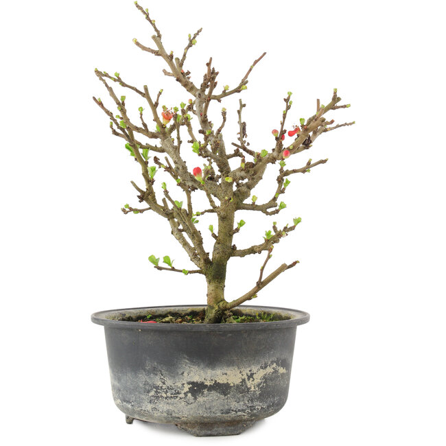 Chaenomeles speciosa, 19 cm, ± 9 anni, con fiori rossi e frutti gialli