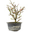 Chaenomeles speciosa, 19 cm, ± 9 jaar oud, met rode bloemen en geel fruit