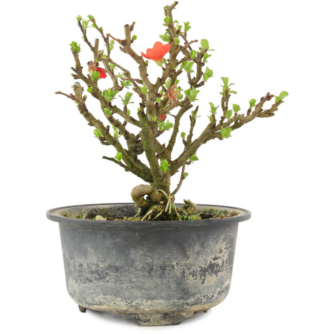 Chaenomeles speciosa, 14 cm, ± 9 jaar oud, met rode bloemen en geel fruit