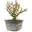 Chaenomeles speciosa, 14 cm, ± 9 years old, with red flowers and yellow fruit