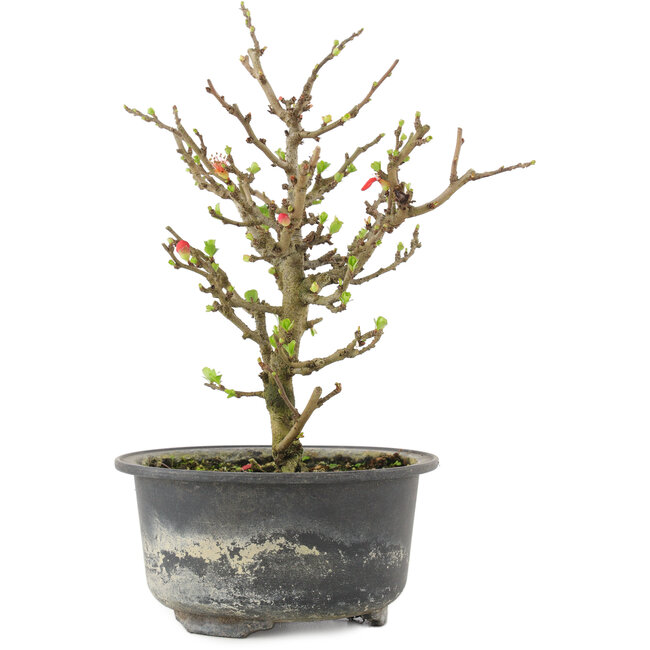 Chaenomeles speciosa, 19 cm, ± 9 años, con flores rojas y frutos amarillos.