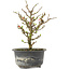 Chaenomeles speciosa, 19 cm, ± 9 anni, con fiori rossi e frutti gialli