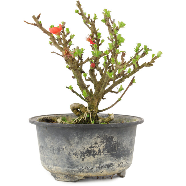 Chaenomeles speciosa, 14 cm, ± 9 jaar oud, met rode bloemen en geel fruit
