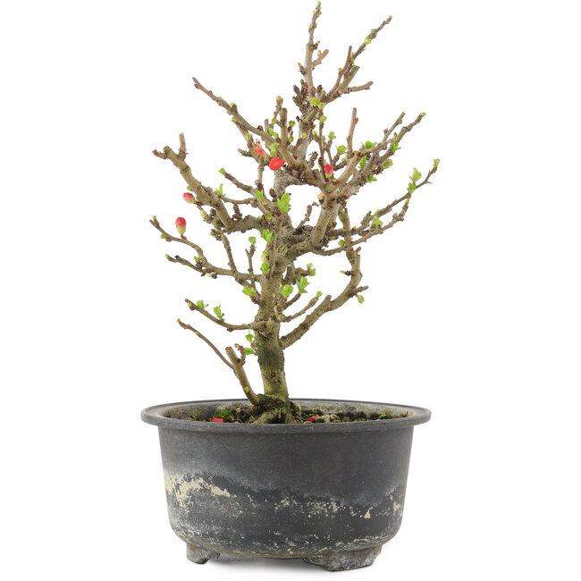 Chaenomeles speciosa, 19 cm, ± 9 ans, à fleurs rouges et fruits jaunes