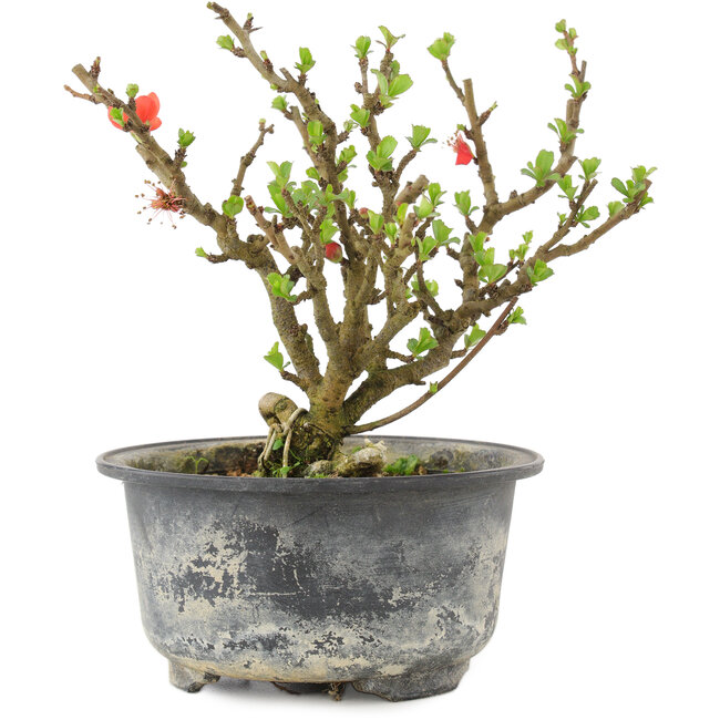 Chaenomeles speciosa, 14 cm, ± 9 ans, à fleurs rouges et fruits jaunes
