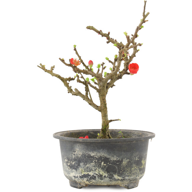 Chaenomeles speciosa, 17,5 cm, ± 9 años, con flores rojas y frutos amarillos