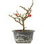 Chaenomeles speciosa, 17,5 cm, ± 9 Jahre alt, mit roten Blüten und gelben Früchten
