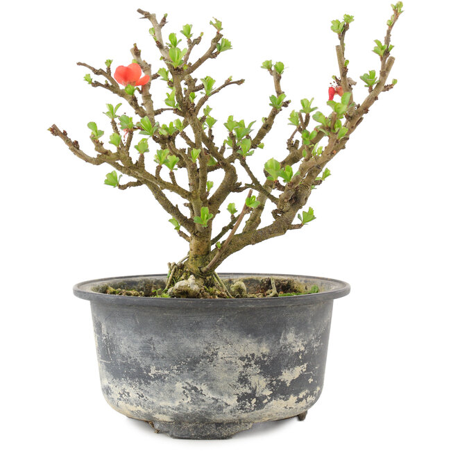 Chaenomeles speciosa, 14 cm, ± 9 ans, à fleurs rouges et fruits jaunes