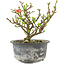 Chaenomeles speciosa, 14 cm, ± 9 jaar oud, met rode bloemen en geel fruit