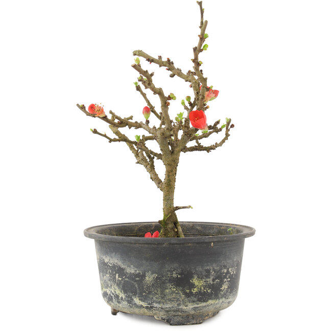 Chaenomeles speciosa, 17,5 cm, ± 9 jaar oud, met rode bloemen en geel fruit