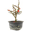 Chaenomeles speciosa, 17,5 cm, ± 9 anni, con fiori rossi e frutti gialli