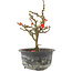 Chaenomeles speciosa, 17,5 cm, ± 9 years old, with red flowers and yellow fruit