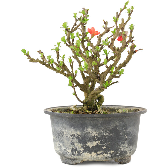 Chaenomeles speciosa, 14 cm, ± 9 jaar oud, met rode bloemen en geel fruit