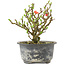 Chaenomeles speciosa, 14 cm, ± 9 anni, con fiori rossi e frutti gialli