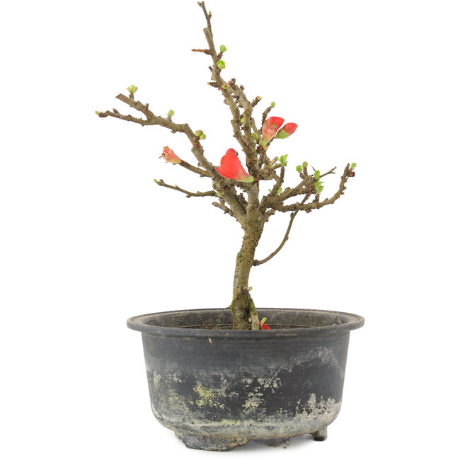 Chaenomeles speciosa, 17,5 cm, ± 9 años, con flores rojas y frutos amarillos