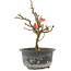Chaenomeles speciosa, 17,5 cm, ± 9 jaar oud, met rode bloemen en geel fruit