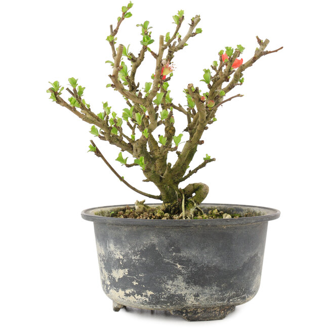 Chaenomeles speciosa, 14 cm, ± 9 anni, con fiori rossi e frutti gialli