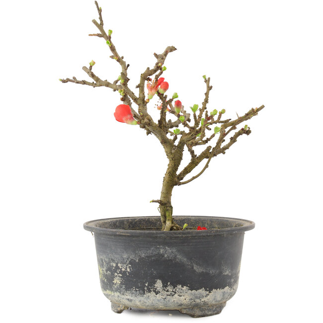 Chaenomeles speciosa, 17,5 cm, ± 9 anni, con fiori rossi e frutti gialli
