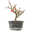 Chaenomeles speciosa, 17,5 cm, ± 9 años, con flores rojas y frutos amarillos