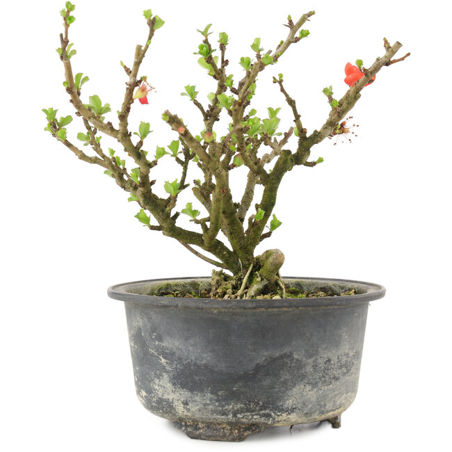 Chaenomeles speciosa, 14 cm, ± 9 ans, à fleurs rouges et fruits jaunes