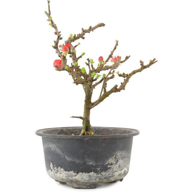 Chaenomeles speciosa, 17,5 cm, ± 9 años, con flores rojas y frutos amarillos