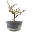 Chaenomeles speciosa, 17,5 cm, ± 9 años, con flores rojas y frutos amarillos