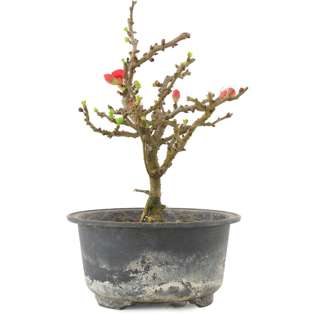 Chaenomeles speciosa, 17,5 cm, ± 9 ans, à fleurs rouges et fruits jaunes
