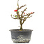 Chaenomeles speciosa, 17,5 cm, ± 9 años, con flores rojas y frutos amarillos