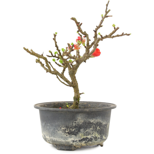 Chaenomeles speciosa, 17,5 cm, ± 9 años, con flores rojas y frutos amarillos