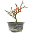 Chaenomeles speciosa, 17,5 cm, ± 9 jaar oud, met rode bloemen en geel fruit