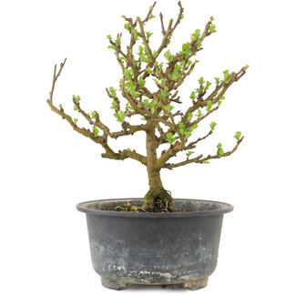 Chaenomeles speciosa, 17,5 cm, ± 9 Jahre alt