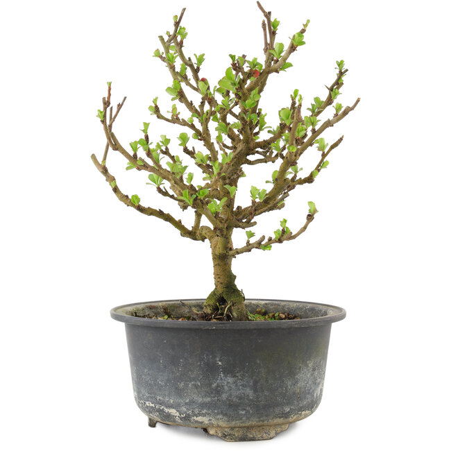 Chaenomeles speciosa, 17,5 cm, ± 9 ans, à fleurs rouges et fruits jaunes