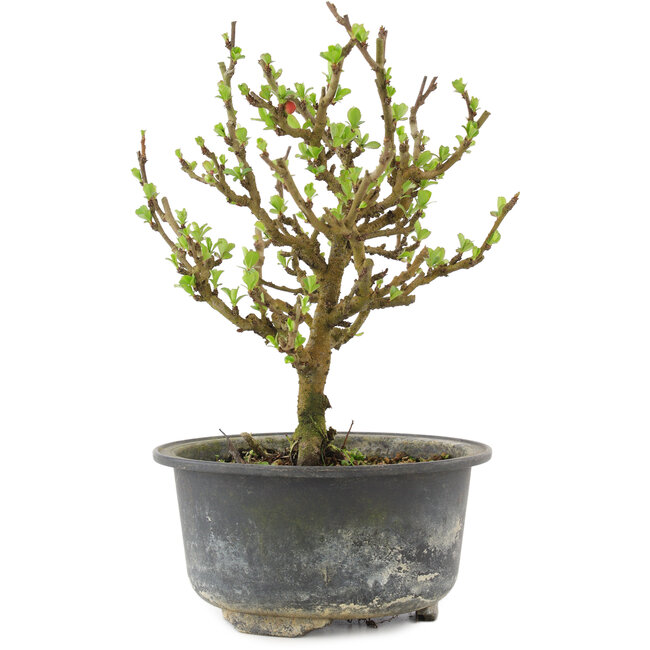 Chaenomeles speciosa, 17,5 cm, ± 9 Jahre alt, mit roten Blüten und gelben Früchten