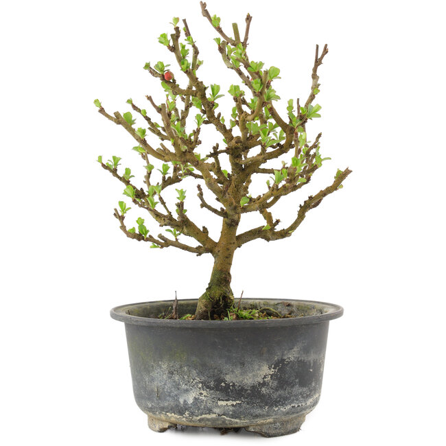 Chaenomeles speciosa, 17,5 cm, ± 9 anni, con fiori rossi e frutti gialli