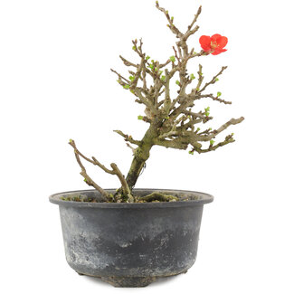 Chaenomeles speciosa, 15,5 cm, ± 9 anni