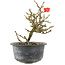 Chaenomeles speciosa, 15,5 cm, ± 9 jaar oud, met rode bloemen en geel fruit