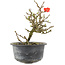 Chaenomeles speciosa, 15,5 cm, ± 9 years old, with red flowers and yellow fruit