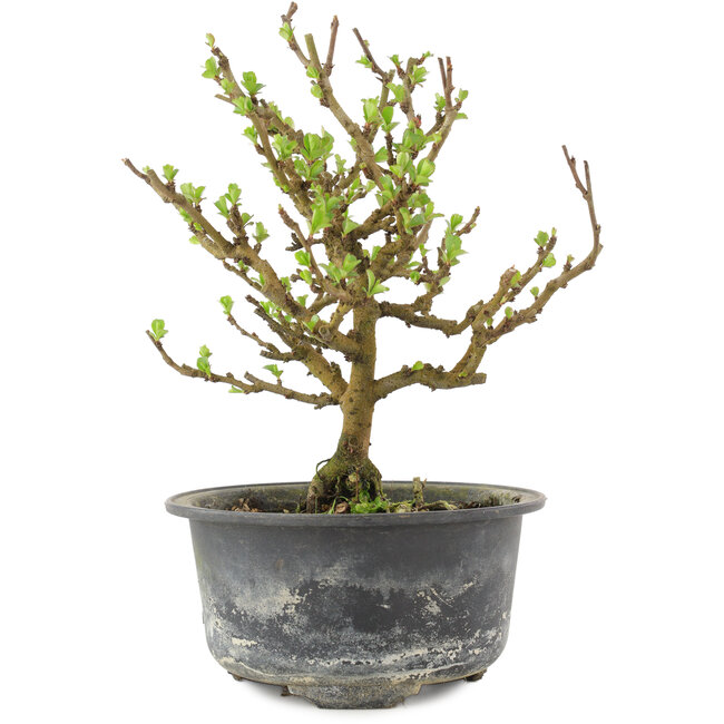 Chaenomeles speciosa, 17,5 cm, ± 9 años, con flores rojas y frutos amarillos